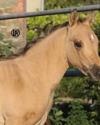 Remuda beauty bucky