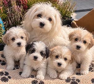 Cuccioli di mamma maltese