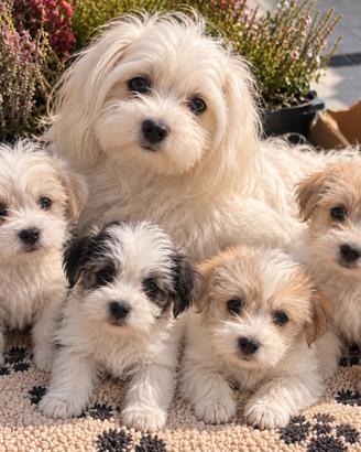 Cuccioli di mamma maltese