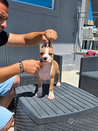 Pitbull Terrier ukc