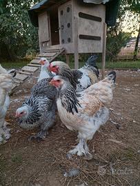 Galli e Galline Brahma