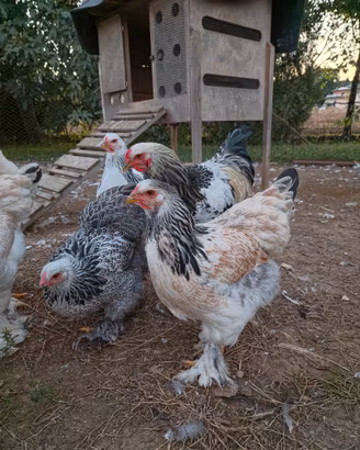 Galli e Galline Brahma
