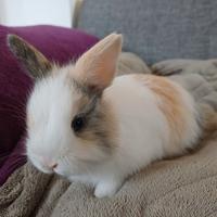 Conigli disponibili per la prenotazione