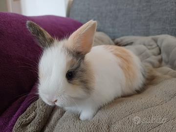 Conigli disponibili per la prenotazione