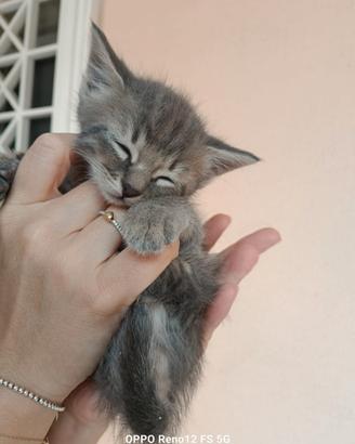 Gattini di due mesi