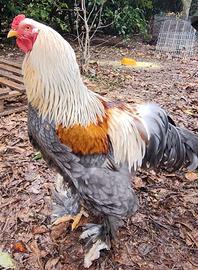 Brahma