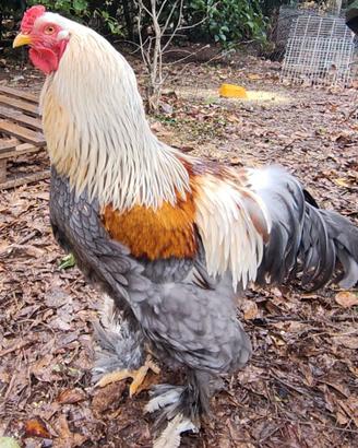 Brahma