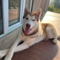 Siberian Husky Machio per Monta