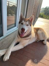 Siberian Husky Machio per Monta