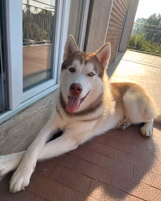 Siberian Husky Machio per Monta