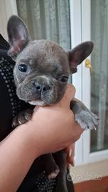 Buldog Francese Asiatico 56 giorni