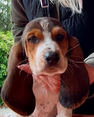 Cuccioli di basset haund