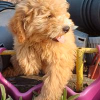 Cucciolo maltipoo