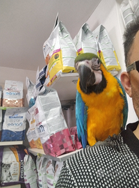 Ara arauna allevata a mano