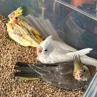 Pulli di calopsite DA IMBECCO