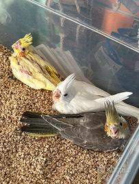 Pulli di calopsite DA IMBECCO