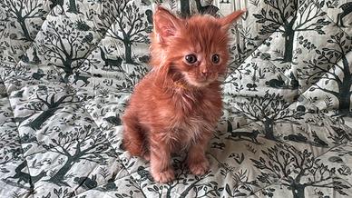 Cuccioli di maine coon rossi
