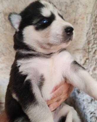 Husky