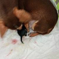 Chihuahua messicani toy