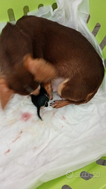 Chihuahua messicani toy