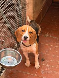 Beagle da caccia
