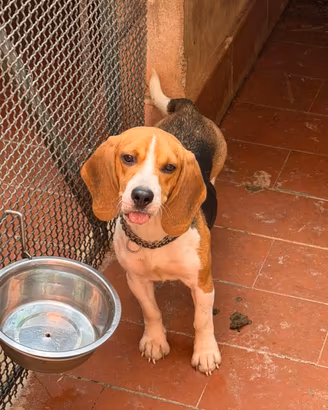 Beagle da caccia