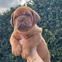 Dogue de bordeaux