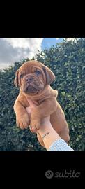 Dogue de bordeaux