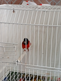 Cardinalini del venezuela