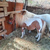Pony maschio