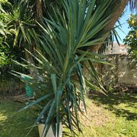 yucca 