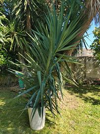 yucca 