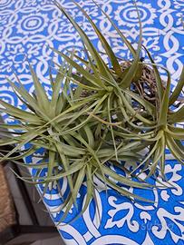 Germogli di Tillandsia Aeranthos