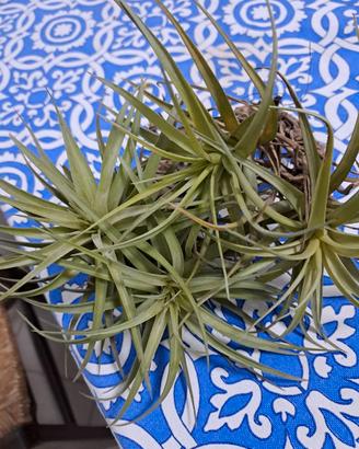 Germogli di Tillandsia Aeranthos