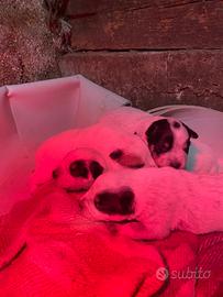 Cuccioli Australian cattle dog