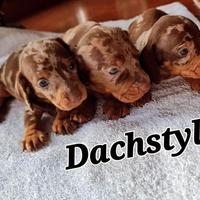 Cuccioli bassotto arlecchino cioccolato PEDIGREE