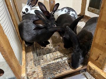 Conigli giganti