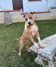 Pitbull femmina
