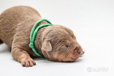 American pitbull terrier