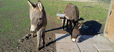 Coppia di asinelli maschio e femmina