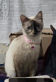 Gatta siamese Età 2 anni