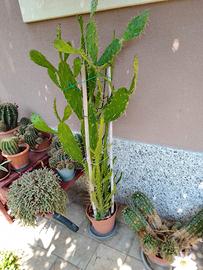 Pianta Opuntia in vaso