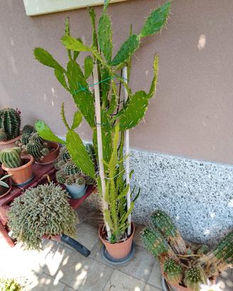 Pianta Opuntia in vaso