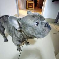 Cuccioli di bulldog francesi blu e merlem M e F