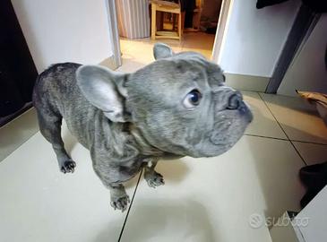 Cuccioli di bulldog francesi blu e merlem M e F