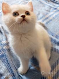 Cuccioli di British shorthair