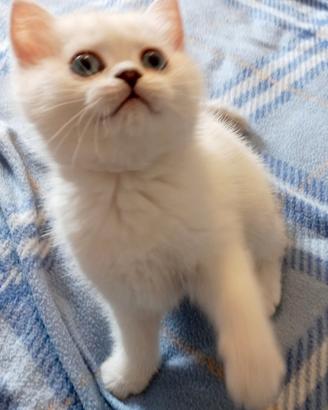 Cuccioli di British shorthair