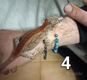 Gecko auriculatus,ciliatus,striato