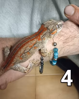 Gecko auriculatus,ciliatus,striato