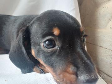 Bassotti cuccioli